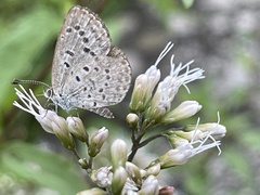 Zizeeria karsandra