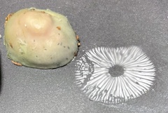 Gliophorus