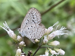 Zizeeria karsandra