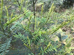 Acacia loroloba