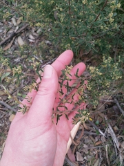 Phebalium squamulosum