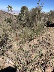 Chenopodium berlandieri