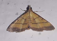 Cnaphalocrocis medinalis