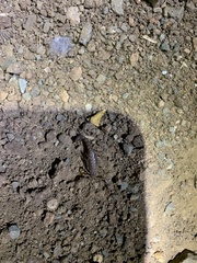 Serradigitus gertschi