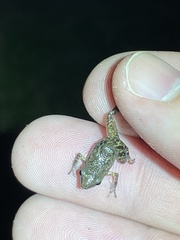 Eleutherodactylus campi