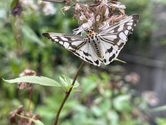 Nyctemera adversata