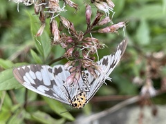 Nyctemera adversata