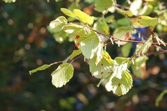 Corylus avellana