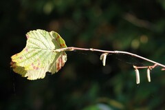 Corylus avellana