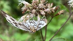 Nyctemera adversata