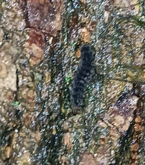 Melanchra persicariae