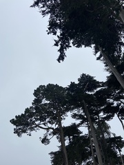 Cupressus macrocarpa