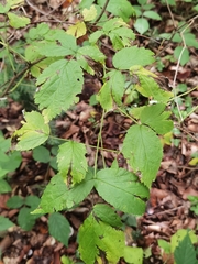 Rubus idaeus
