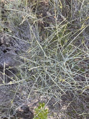 Lacomucinaea lineata