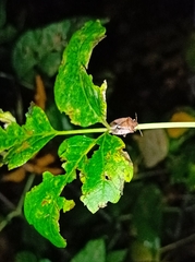 Peribalus strictus vernalis