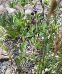 Veronica cusickii