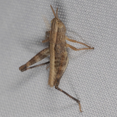Orphulellini