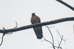Harpagus bidentatus