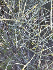 Lacomucinaea lineata