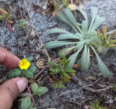 Camissoniopsis