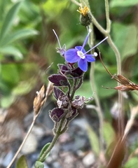 Veronica cusickii