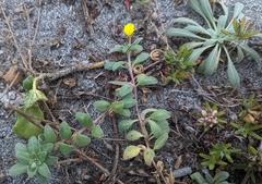 Camissoniopsis