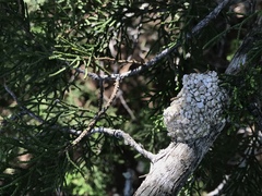Dianthidium
