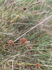 Juncus
