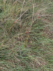 Juncus
