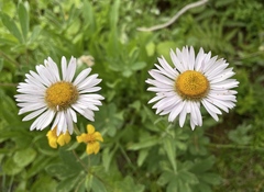 Erigeron peregrinus