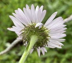 Erigeron peregrinus