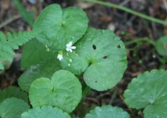 Claytonia sibirica