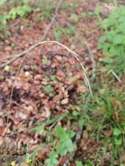 Brachypodium sylvaticum