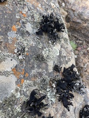 Xanthoparmelia hottentotta