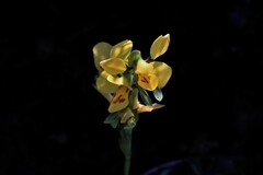 Diuris curta