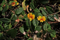 Platylobium parviflorum