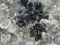 Xanthoparmelia hottentotta