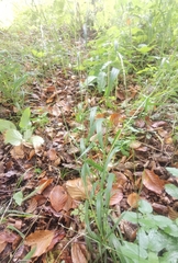 Brachypodium sylvaticum