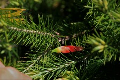 Stenanthera pinifolia