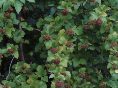 Physocarpus opulifolius