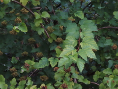 Physocarpus opulifolius