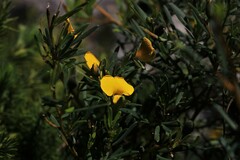 Gompholobium virgatum