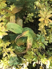 Veratrum viride