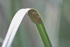 Hyperolius tuberilinguis