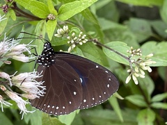 Euploea tulliolus koxinga