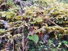 Corybas acuminatus