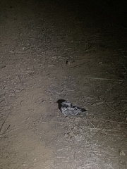 Phalaenoptilus nuttallii