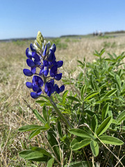 Lupinus texensis