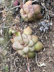 Crassula orbicularis