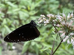 Euploea tulliolus koxinga